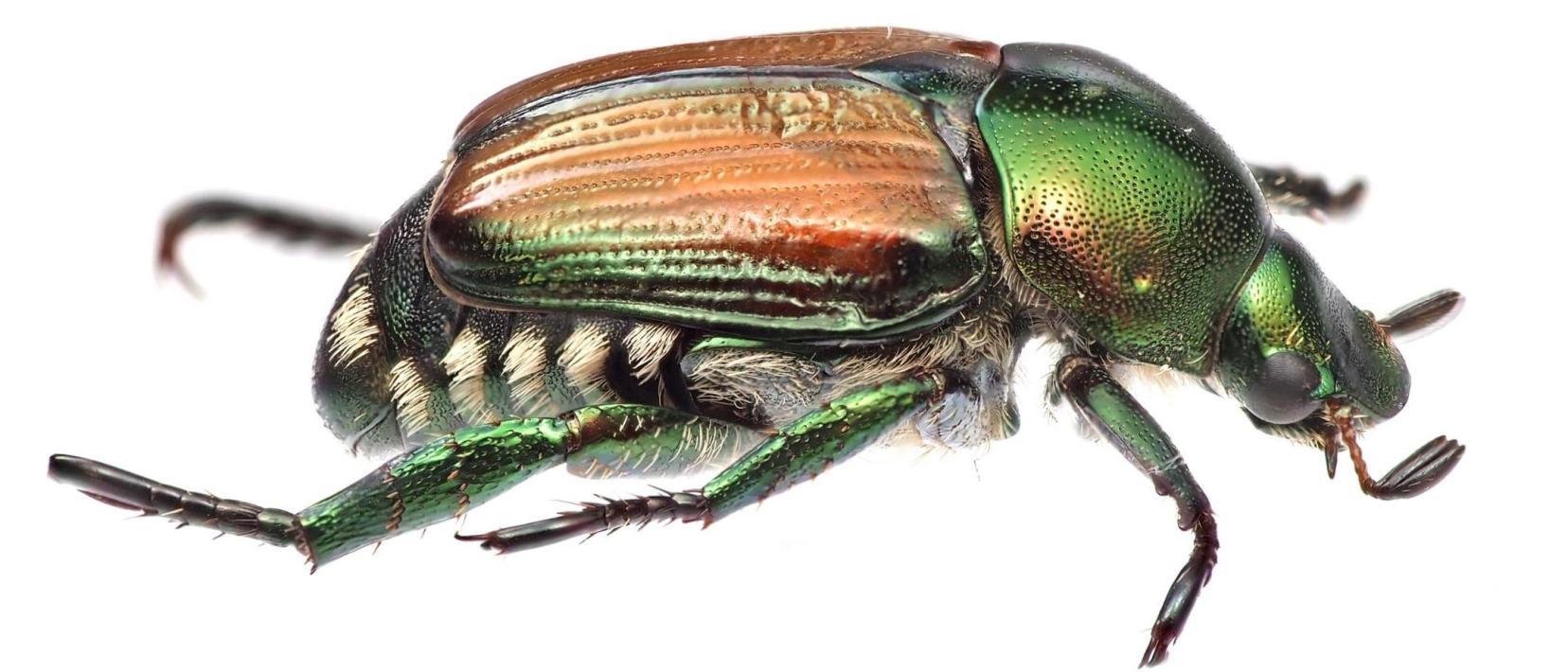 Grün-braun schimmernder Käfer. Gut sichtbar sind die fünf weissen Haarbüscheln an der Seite des Käfers - diese unterscheiden den Japankäfer vom Gartenlaub- oder Junikäfer.