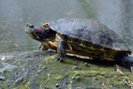Eine Rotwan-gen-Schmuckschildkröte sitzt auf einem Stein