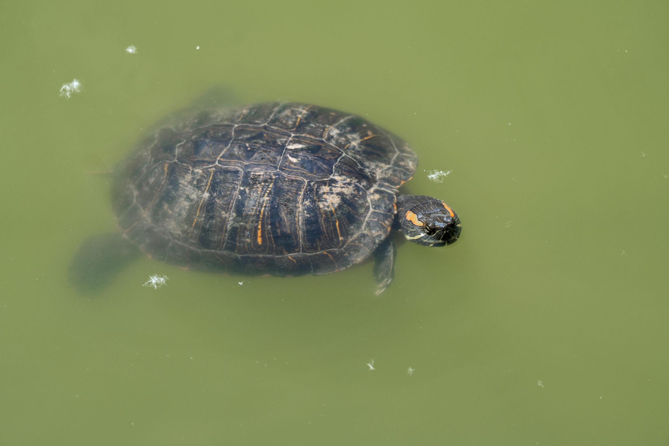 Eine Rotwangen-Schmuckschildkröte schwimmt im Wassern.