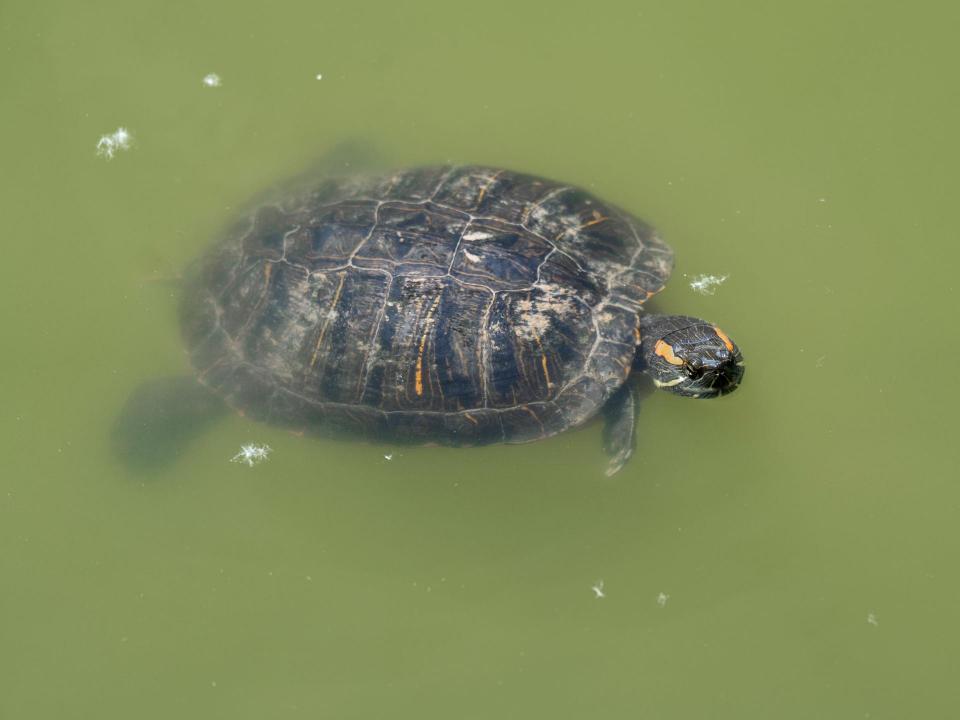 Eine Rotwangen-Schmuckschildkröte schwimmt im Wassern.