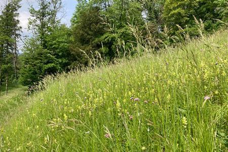 Extensiv genutzte Wiese mit verschiedenen Blumen