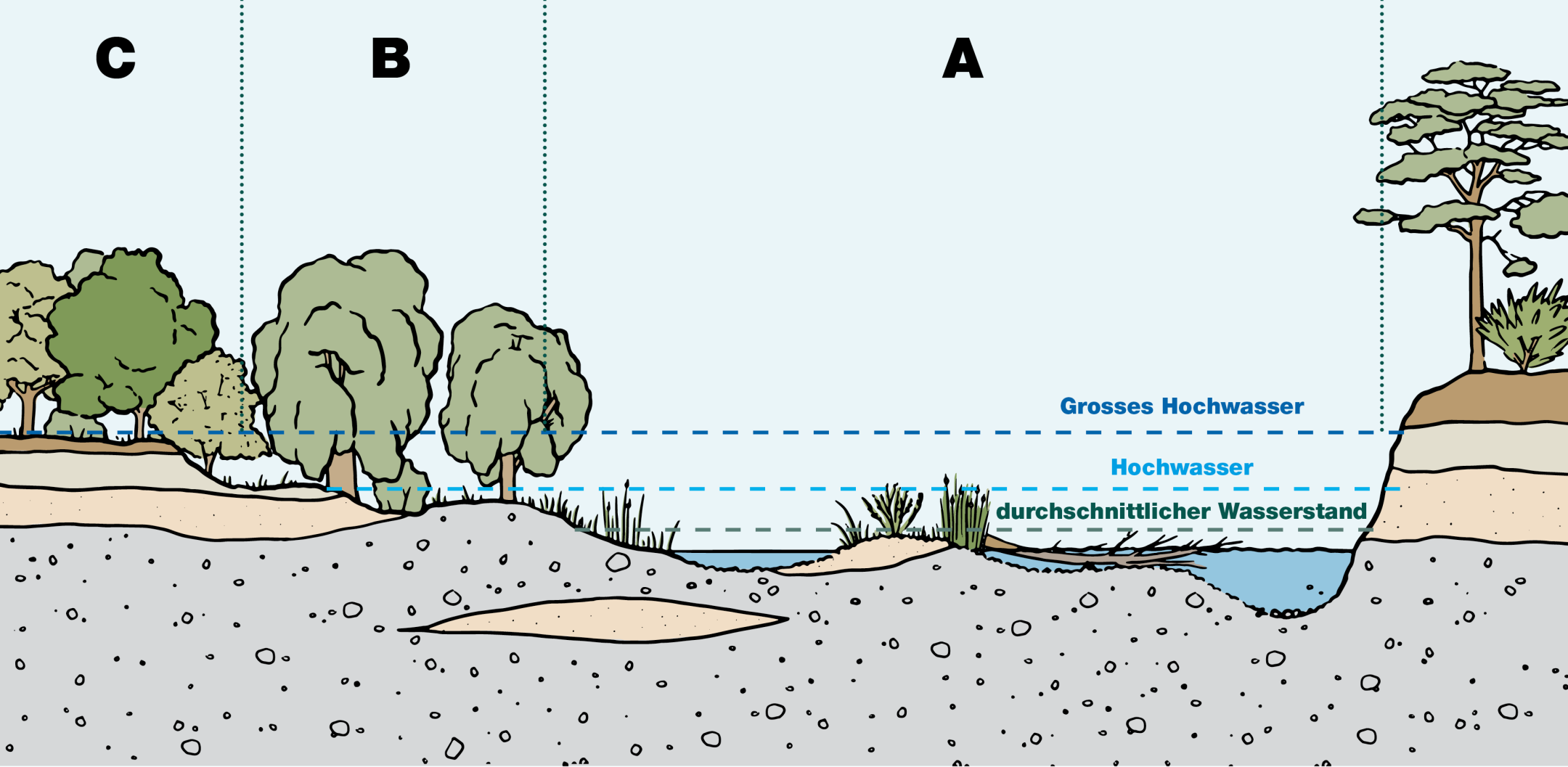 Querschnitt einer Aue mit ihren drei verschiedenen Bereichen: Das Flussbett, die Weichholzaue und die Hartholzaue