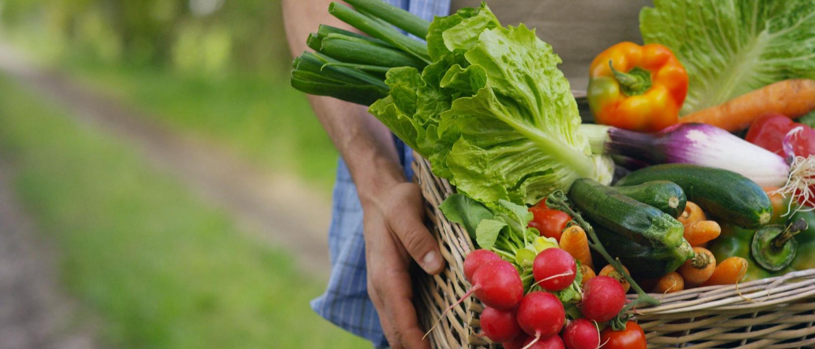 Ein Bauer trägt einen Korb voll frischem Gemüse: Radieschen, Salat, Peperoni, Zucchetti etc.