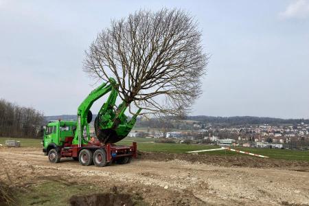 Lindenbaum auf dem Spezial-Lastwagen.