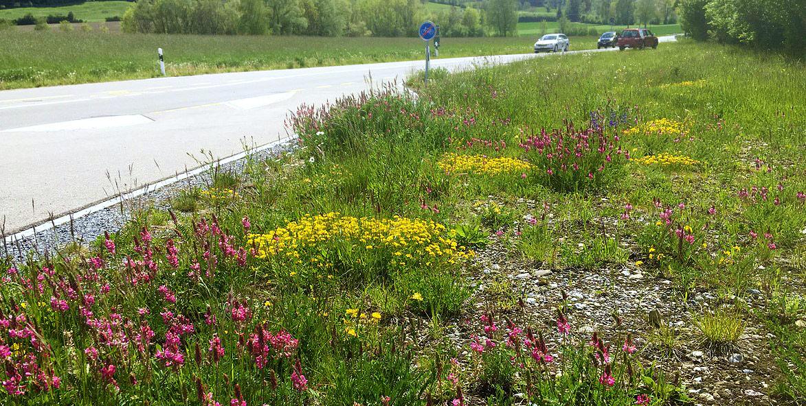 Strassenrand naturnah gestaltet