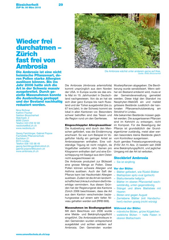 Zürcher Umweltpraxis 84: Wieder frei durchatmen - Zürich fast frei von Ambrosia