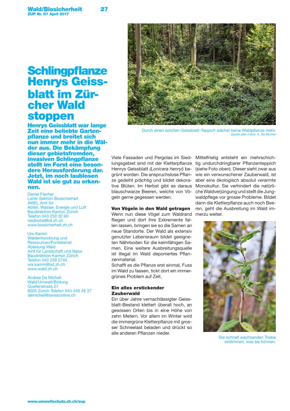 Schlingpflanze Henrys Geissblatt im Zürcher Wald stoppen