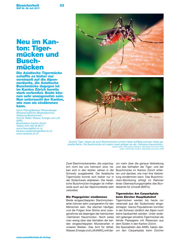 Neu im Kanton: Tigermücken und Buschmücken