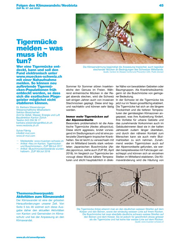 Zürcher Umweltpraxis 97: Tigermücke melden, was muss ich tun?